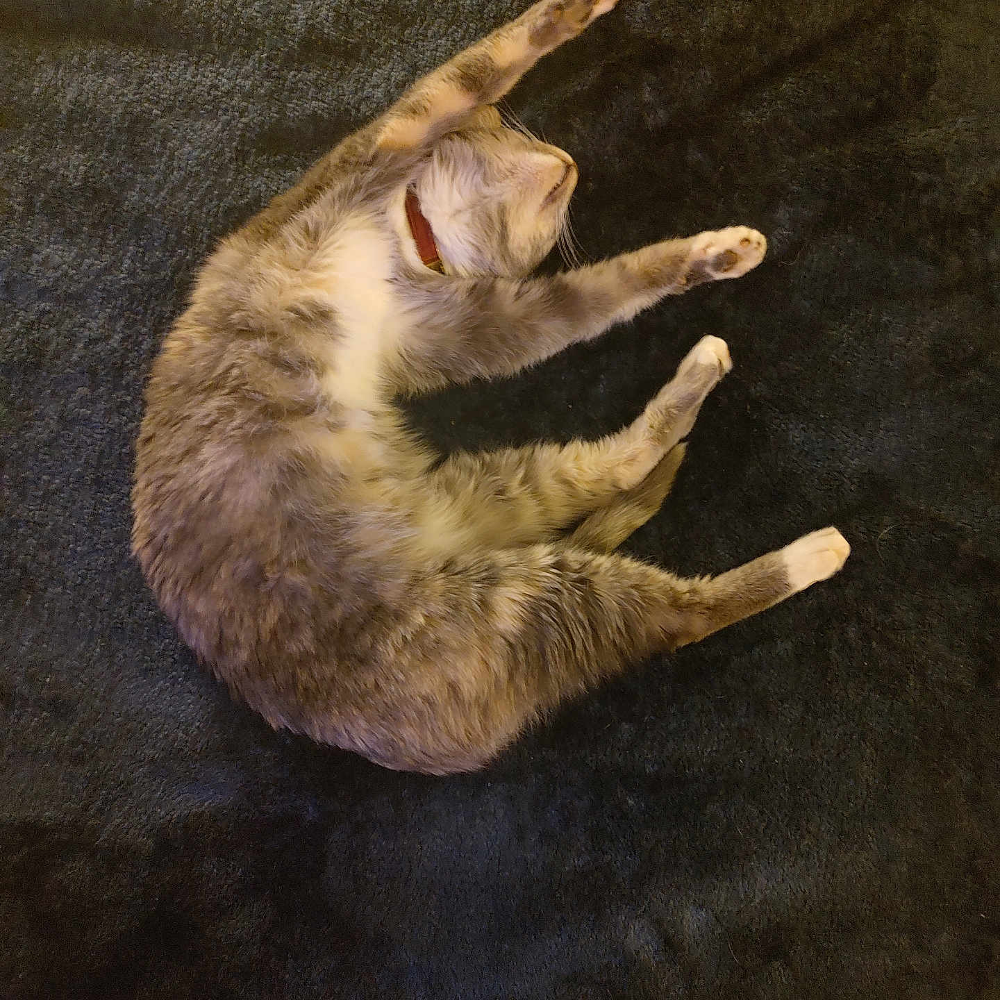 Theodora is registered to the contest to win money with this photo: animal, blanket, cat, collar, cute, domestic, feline, fur, indoor, mammal, paw, pet, relaxed, resting, sleepy, soft, stretching, tabby, texture, whiskers