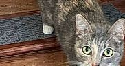 Theodora is registered to the contest to win money with this photo: alert, animal, carpet, cat, close_up, curious, cute, domestic_cat, four_legs, fur, green_eyes, household, indoor, looking_up, mammal, pet, stairs, tabby_cat, whiskers, wooden_stairs