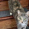 alert, animal, carpet, cat, close_up, curious, cute, domestic_cat, four_legs, fur, green_eyes, household, indoor, looking_up, mammal, pet, stairs, tabby_cat, whiskers, wooden_stairs