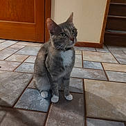 Theodora is registered to the contest to win money with this photo: animal, background, cat, collar, curious, ears, feline, flooring, fur, green_eyes, house, indoor, pet, sitting, stairs, tile_floor, wall, whiskers, white_paws, wooden_door