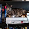 Theodora joined the competition — help win amazing prizes! books, bookshelf, brown_cat, cat, cat_paw, cozy, cute, feline, furniture, home, indoor, papers, pet, quiet, relaxing, resting, shelf, sleeping, stack, tabby_cat