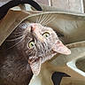 Theodora is registered to the contest to win money with this photo: animal, canvas_bag, cat, close_up, cozy, curious, cute, domestic_cat, feline, floor_tiles, fur, gray_cat, green_eyes, indoor, looking_up, pet, portrait, soft_light, texture, whiskers