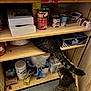 Lynx is registered to the contest to win money with this photo: cat, tabby_cat, pet, cabinet, pantry, wooden_shelf, canned_food, household_items, curious, indoor, floor, container, food, storage, clorox, paper_towels, plastic_bag, box, tail, feline