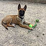 dog, puppy, toy, tennis_ball, rope_toy, gravel, outdoor, pet, animal, brown, black, collar, laying_down, ears_up, alert, ground, playful, young_dog, fetch, concrete_wall