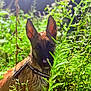 dog, wet, outdoor, greenery, plants, sunlight, fur, ears, nature, animal, curious, sitting, lush, daylight, garden, canine, closeup, pet, summer, wild