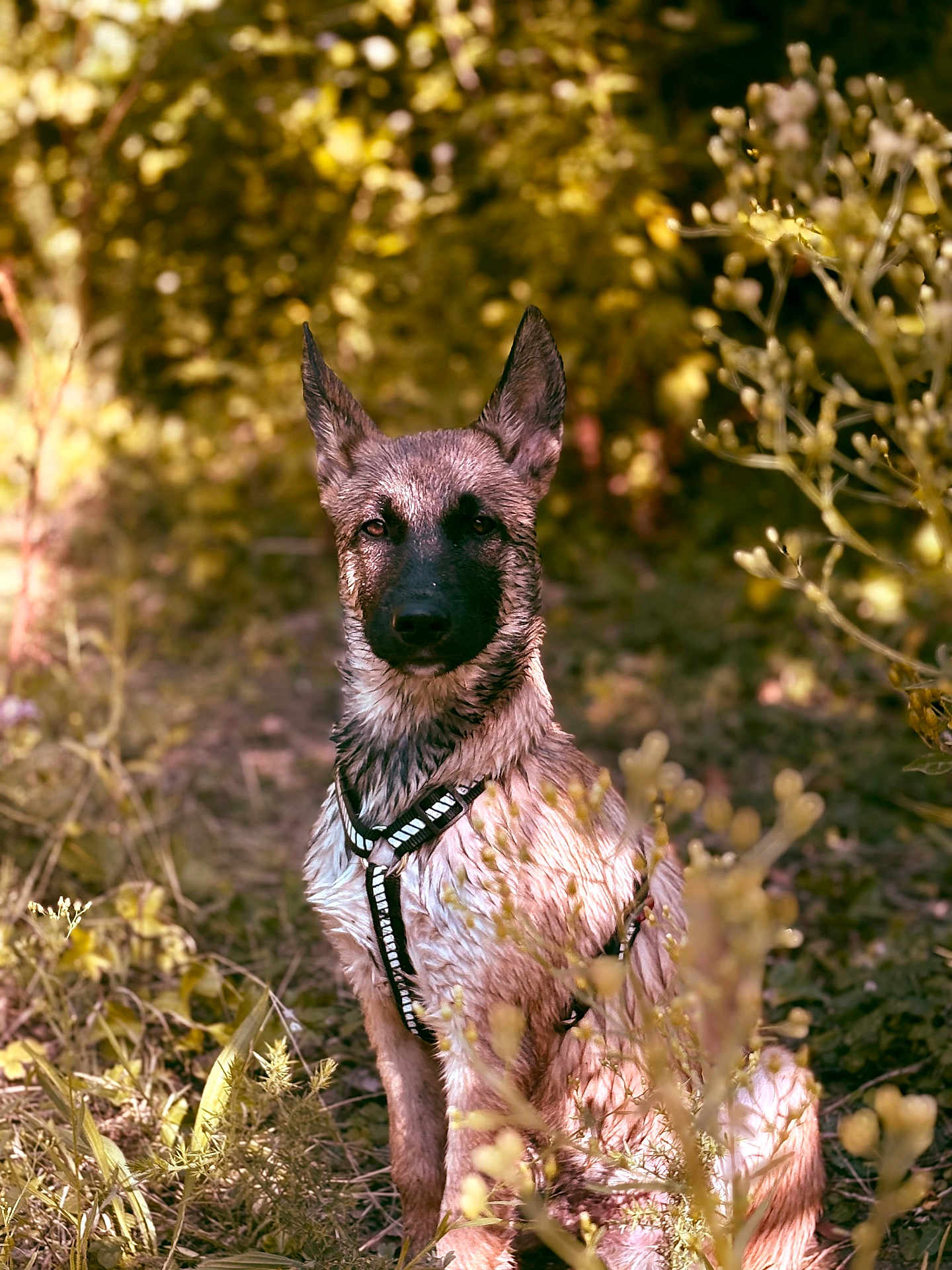 Alpha