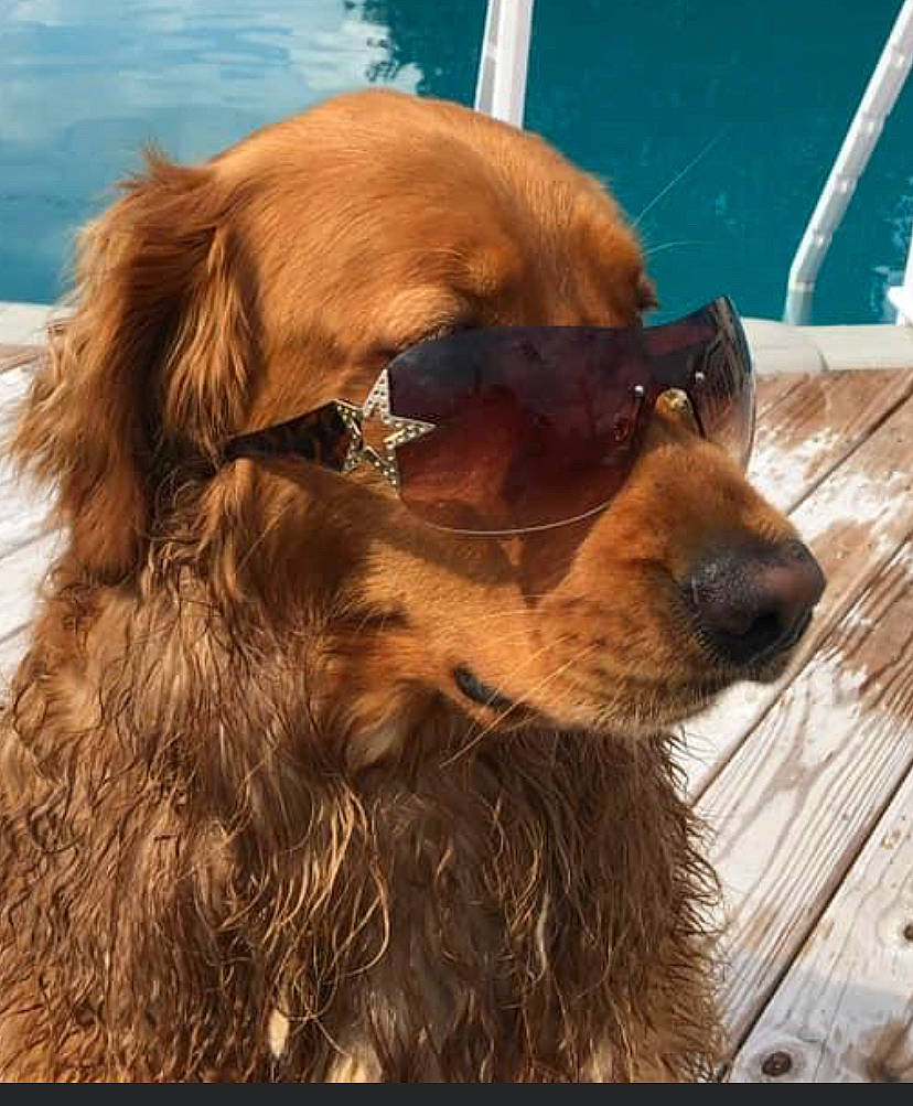 Mindy joined the competition — help win amazing prizes! boykin_spaniel, canidae, carnivore, cocker_spaniel, companion_dog, dog, dog_breed, english_cocker_spaniel, field_spaniel, irish_setter, mammal, nose, rare_breed_dog, retriever, setter, snout, spaniel, sporting_group, sussex_spaniel, vertebrate