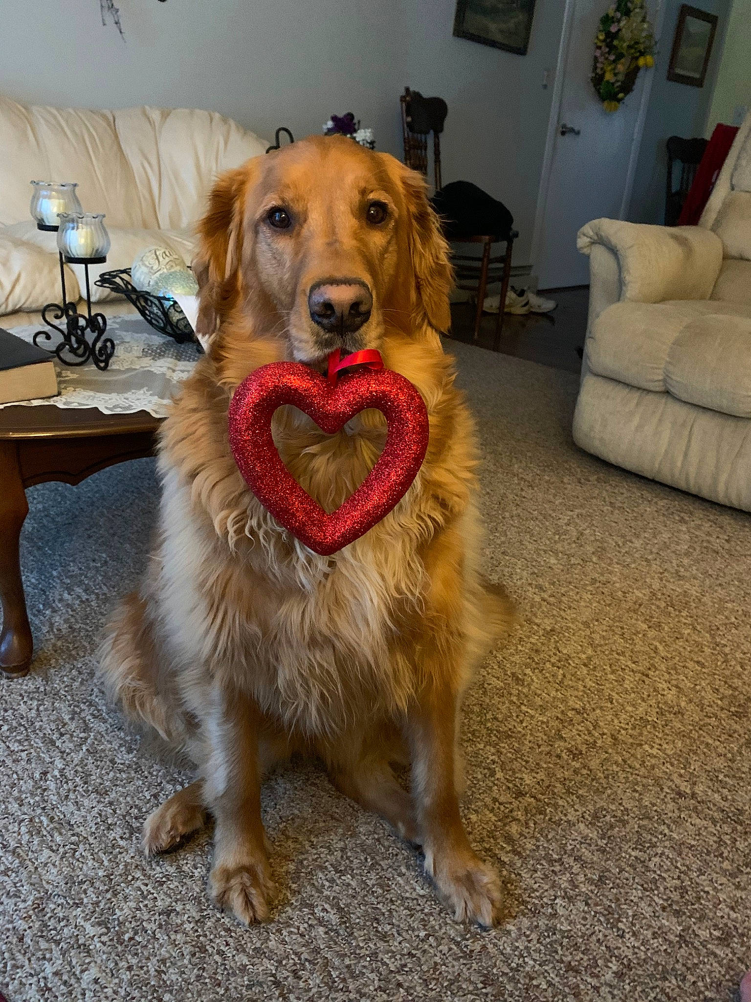 Mindy is registered to the contest to win money with this photo: basque_shepherd_dog, canidae, carnivore, companion_dog, dog, dog_breed, fawn, floor, fur, golden_retriever, mammal, rare_breed_dog, retriever, snout, sporting_group, working_dog