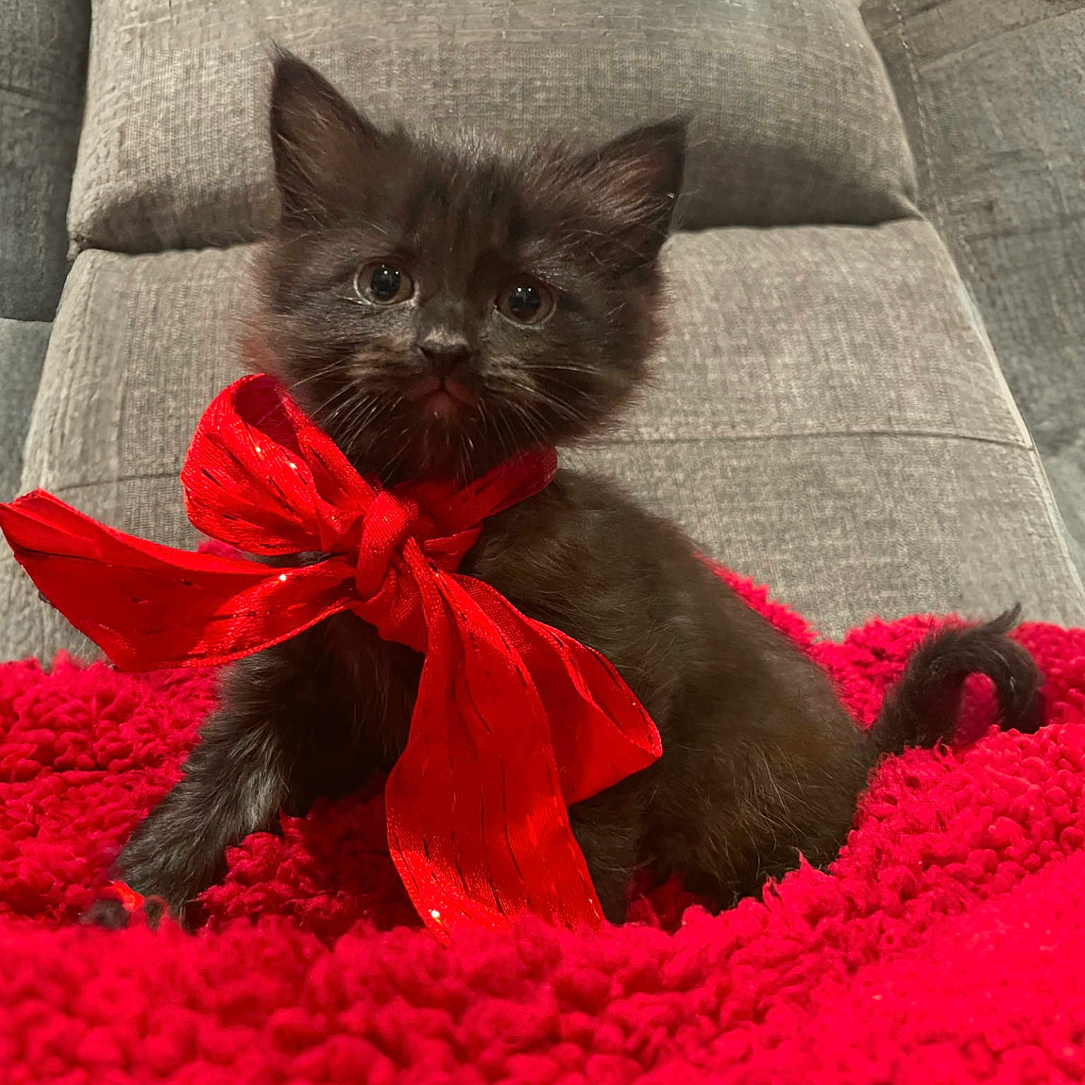 Veve is registered to the contest to win money with this photo: accessories, animal, blackcat, blanket, cat, chair, couch, featherboa, flower, formalwear, furniture, homedecor, kitten, manx, pet, plant, quilt, siamese, tie, velvet