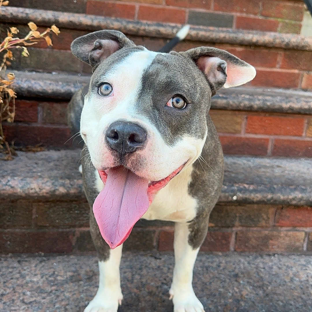 Julez is registered to the contest to win money with this photo: animal, blue_eyes, brick_wall, canine, closeup, dog, domestic, ears, friendly, front_view, happy, outdoor, paw, pet, pitbull, playful, smiling, stairs, tongue, tongue_out