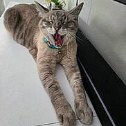 Turtle is registered to the contest to win money with this photo: cat, gray_cat, tabby, indoor, stretching, yawning, collar, pet, feline, whiskers, paws, fur, home, plant, speaker, table, relaxed, cute, animal, domestic