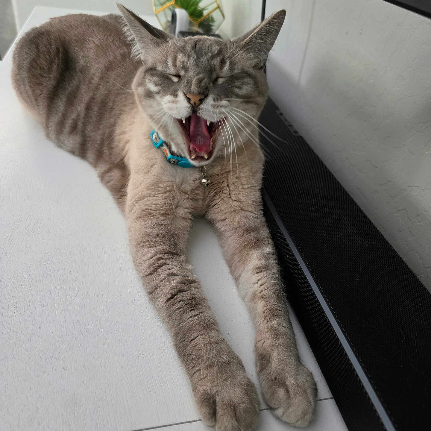 Turtle is registered to the contest to win money with this photo: animal, cat, collar, cute, domestic, feline, fur, gray_cat, home, indoor, paws, pet, plant, relaxed, speaker, stretching, tabby, table, whiskers, yawning