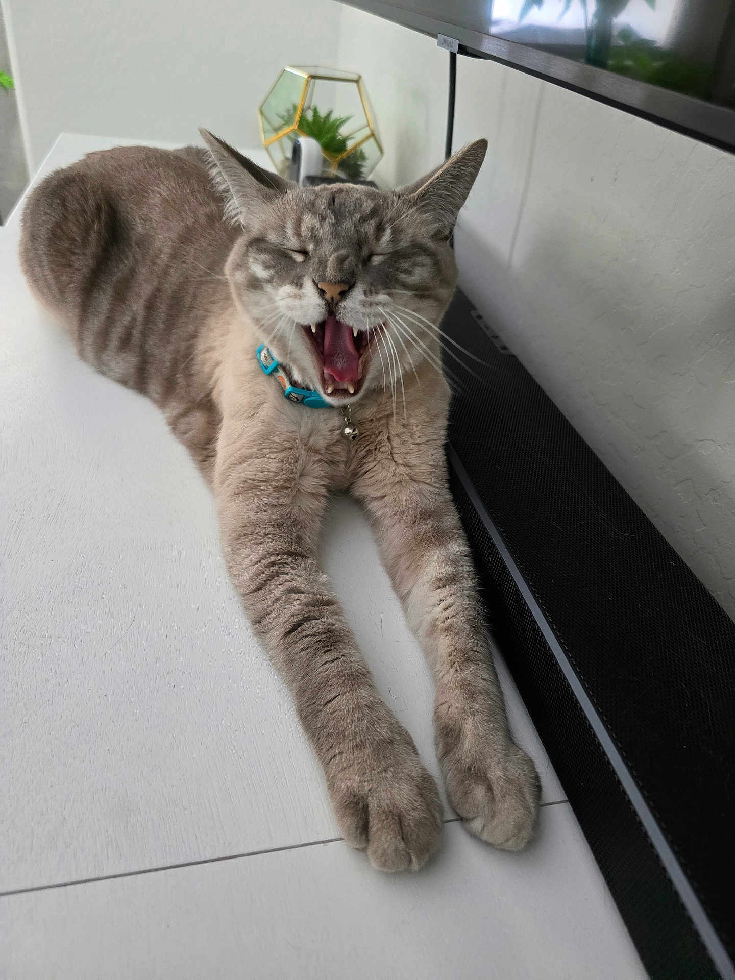 Turtle is registered to the contest to win money with this photo: cat, gray_cat, tabby, indoor, stretching, yawning, collar, pet, feline, whiskers, paws, fur, home, plant, speaker, table, relaxed, cute, animal, domestic