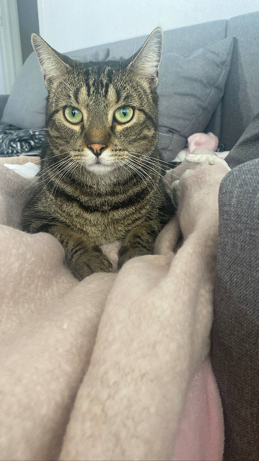 Gribouille participe au concours pour gagner de l'argent avec cette photo : carnivore, cat, claw, comfort, couch, domestic_short_haired_cat, felidae, finger, fur, gesture, grey, human_leg, leg, nail, paw, sitting, small_to_medium_sized_cats, snout, whiskers, window