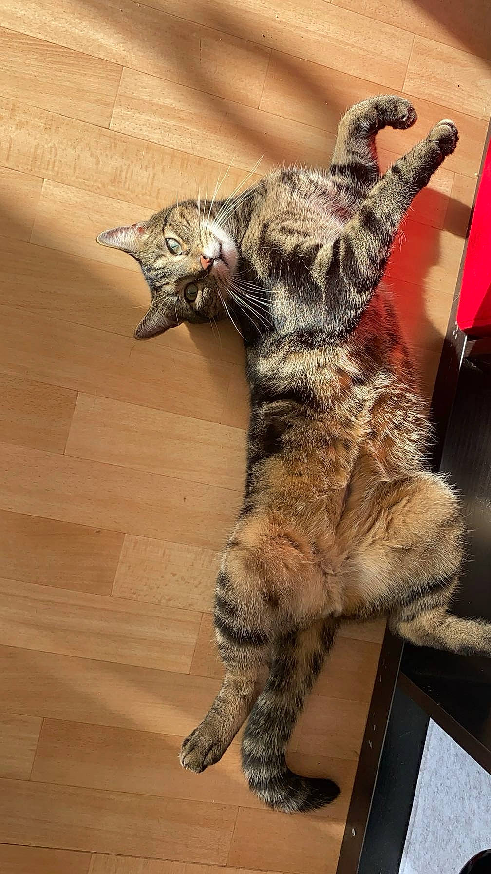 Gribouille a rejoint le concours — aidez-le/la à gagner de superbes lots ! canidae, carnivore, cat, cat_toy, claw, domestic_short_haired_cat, felidae, flooring, foot, fur, hardwood, paw, small_to_medium_sized_cats, snout, tail, terrestrial_animal, varnish, whiskers, wildlife, wood