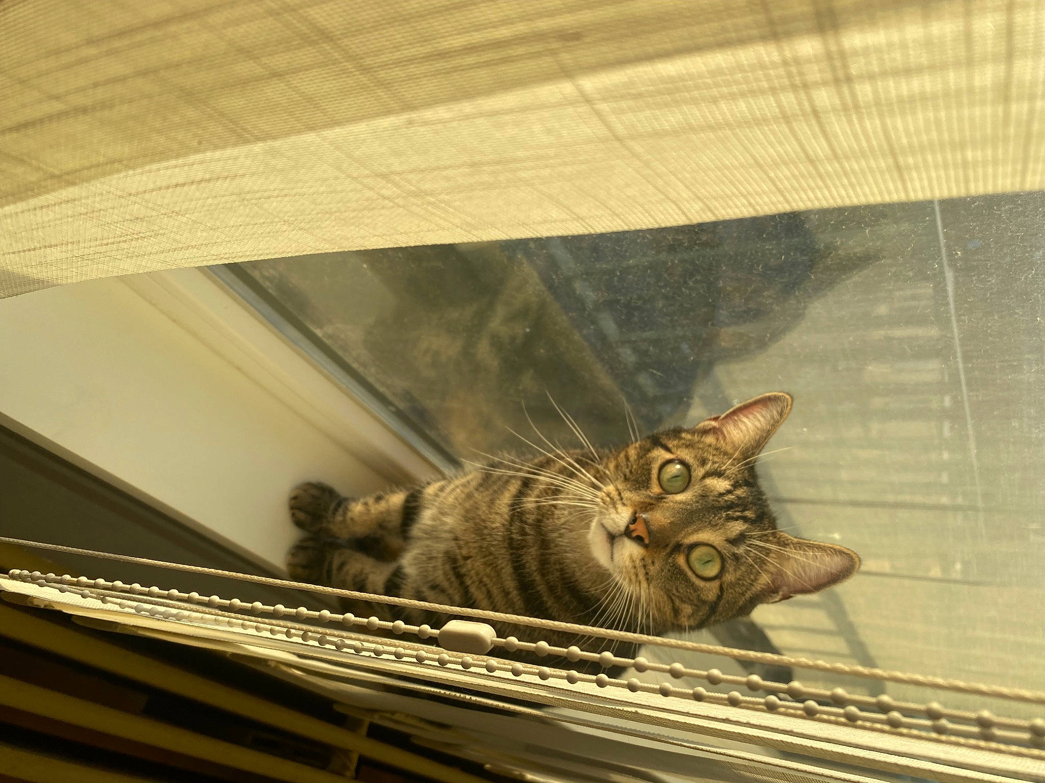 Gribouille participe au concours pour gagner de l'argent avec cette photo : carnivore, cat, ceiling, domestic_short_haired_cat, felidae, fur, glass, line, metal, small_to_medium_sized_cats, tail, terrestrial_animal, tints_and_shades, tourist_attraction, visual_arts, whiskers, window, wing, wood