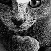 Isyss a rejoint le concours — aidez-le/la à gagner de superbes lots ! abyssinian, advertisement, animal, blackcat, book, cat, claw, comics, electronics, gray, hardware, hook, kitten, magazine, manx, pet, poster, publication, siamese, snout