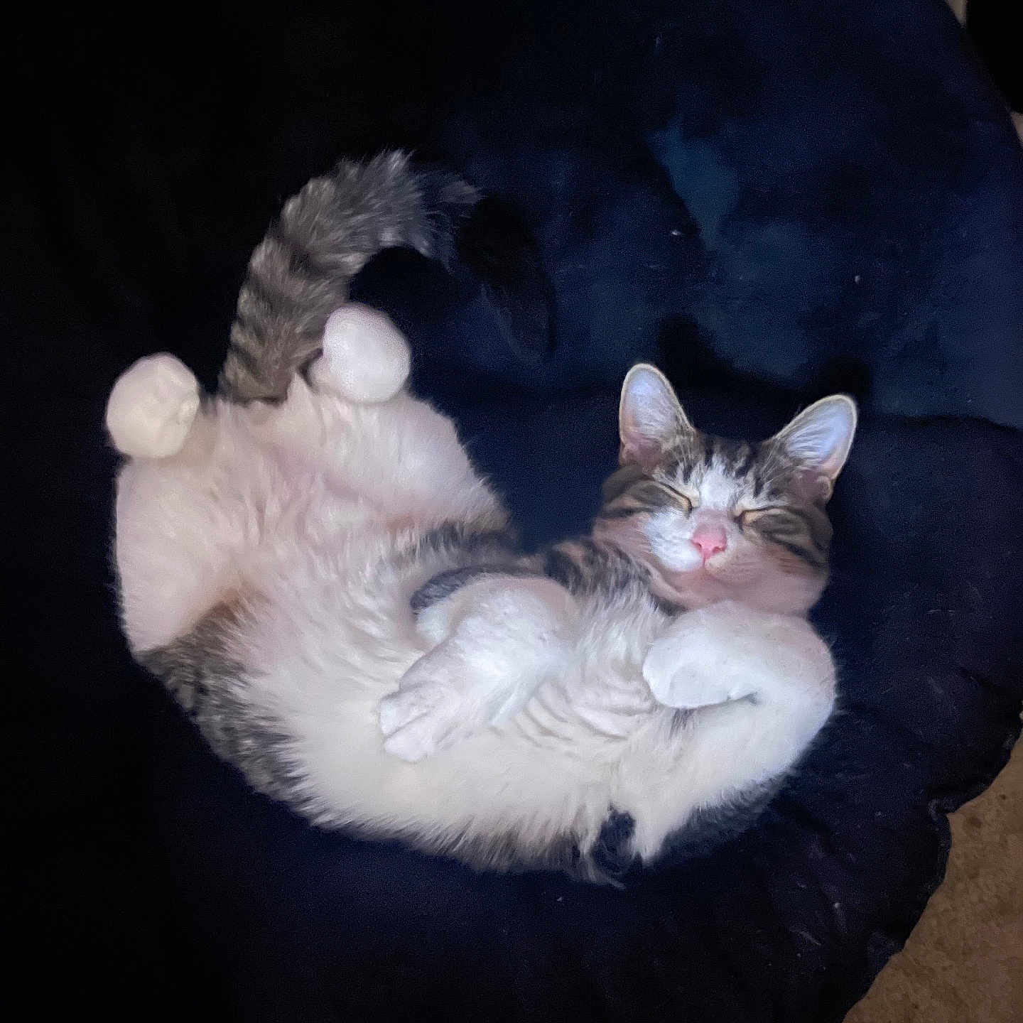 Kiro Fish joined the competition — help win amazing prizes! cat, chair, content, cushion, cute, domestic_animal, feline, fluffy, fur, indoor, lounging, paws, pet, pink_nose, relaxed, sleeping, tabby, tail, upside_down, whiskers