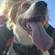 Candy a rejoint le concours — aidez-le/la à gagner de superbes lots ! animal, canine, close_up, collar, daytime, dog, ears, fur, happy, joyful, mouth, nose, outdoor, pet, playful, sky, sunlight, teeth, tongue, whiskers