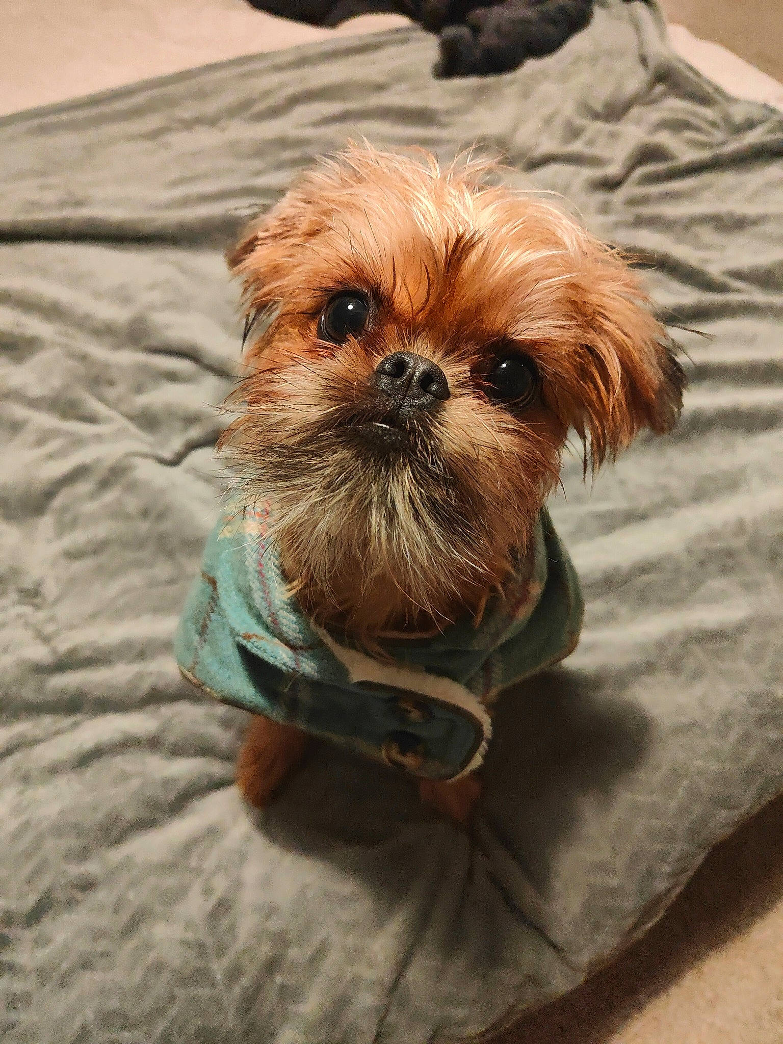 Malia is registered to the contest to win money with this photo: canidae, carnivore, companion_dog, dog, dog_breed, dog_clothes, dog_supply, fawn, fur, liver, maltepoo, pet_supply, shih_tzu, small_terrier, snout, sporting_group, terrestrial_animal, terrier, toy_dog, working_animal