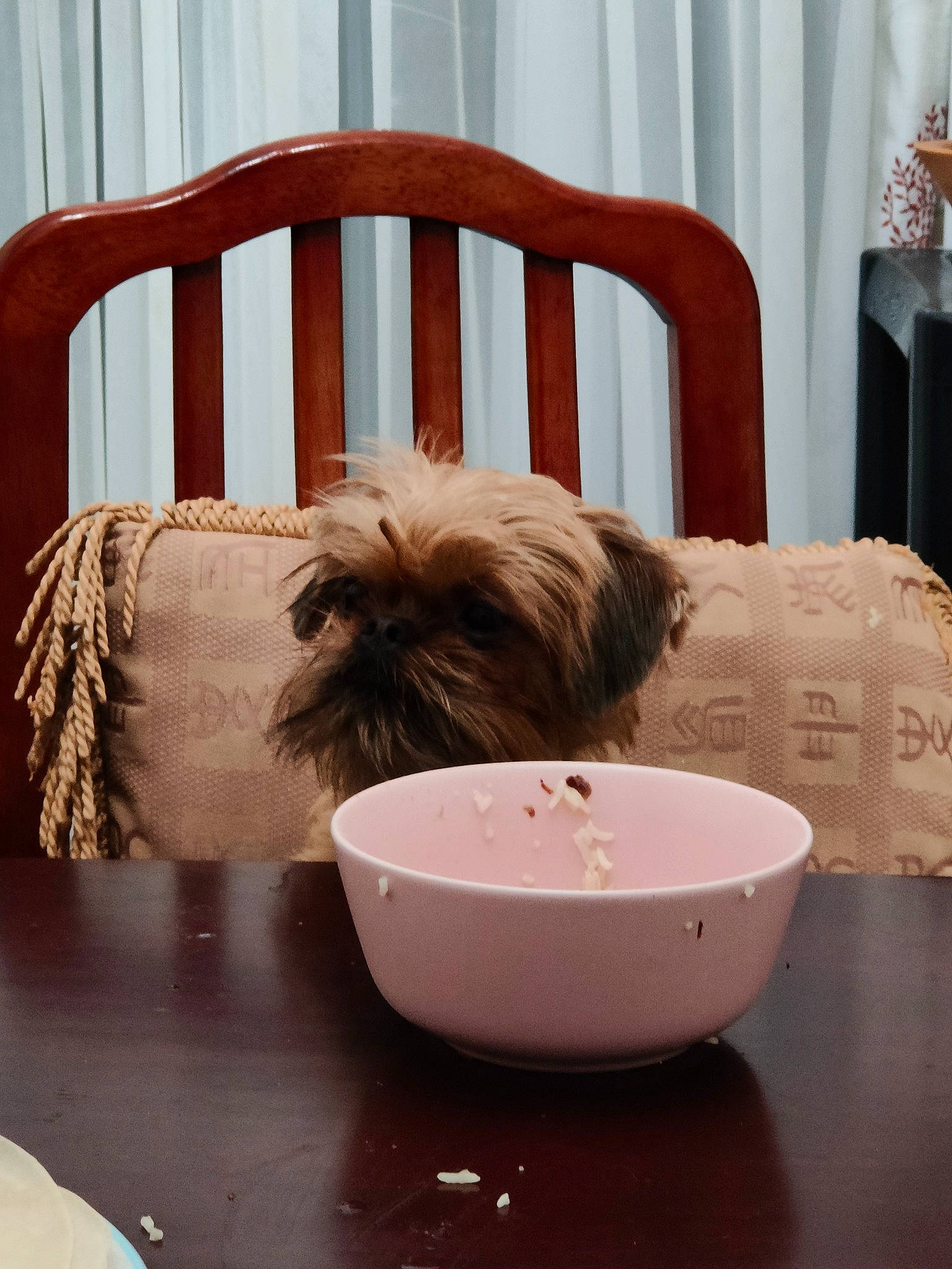 Malia joined the competition — help win amazing prizes! carnivore, chair, comfort, companion_dog, dishware, dog, drinkware, fawn, floor, flooring, hardwood, interior_design, linens, porcelain, rectangle, serveware, table, tableware, textile, wood