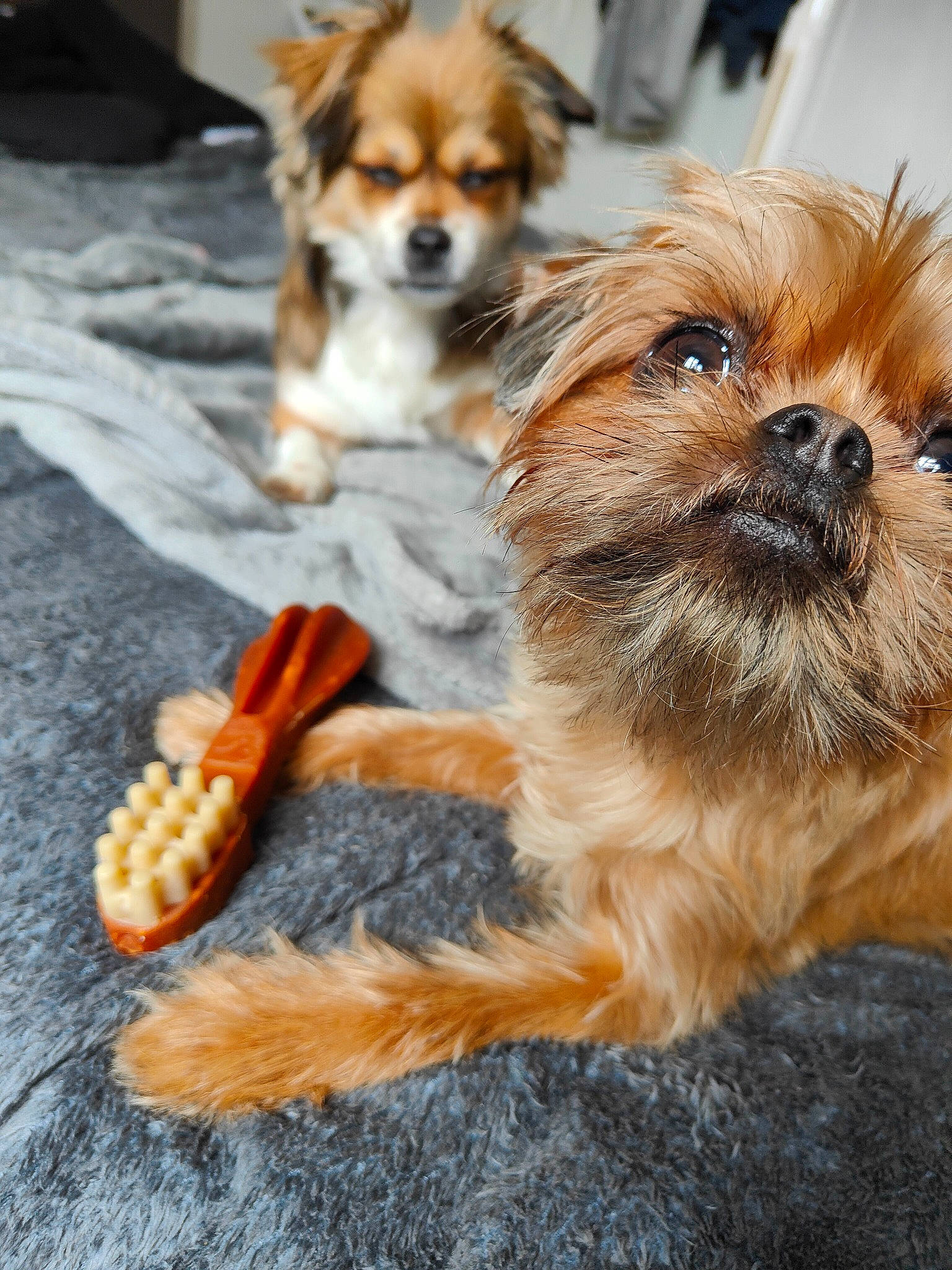 Malia joined the competition — help win amazing prizes! carnivore, companion_dog, dog, dog_breed, dog_supply, fawn, fur, liver, paw, shih_tzu, small_terrier, snout, sporting_group, tail, terrestrial_animal, toy, toy_dog, whiskers, wood, working_animal