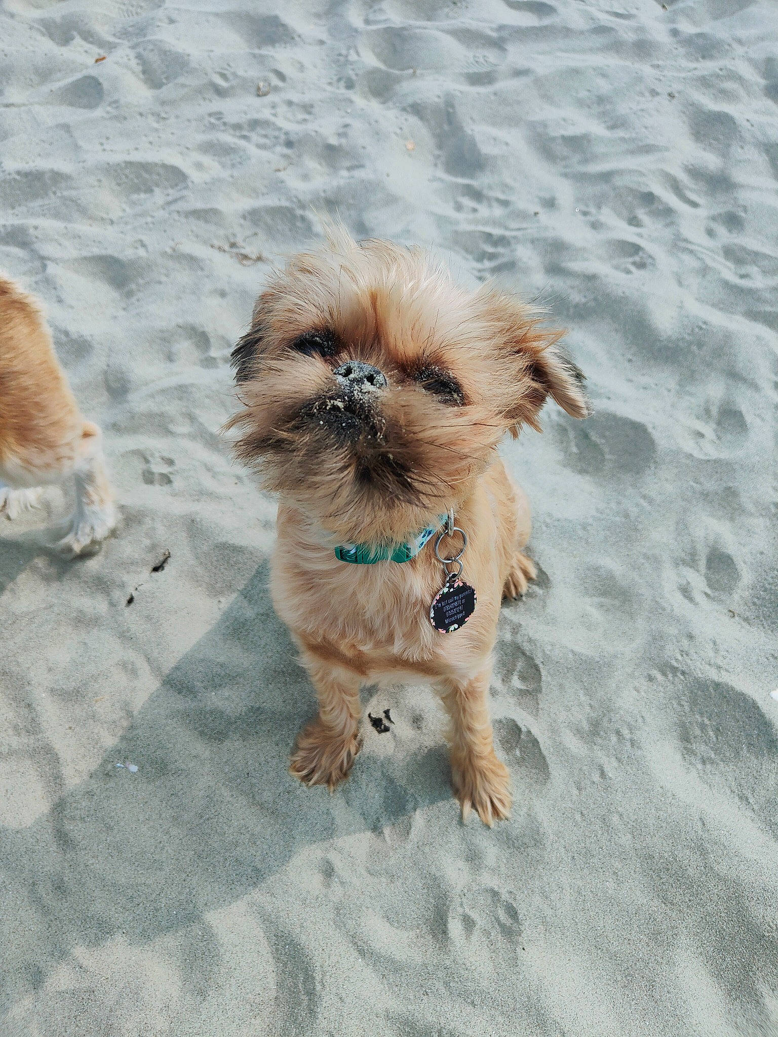 Malia is registered to the contest to win money with this photo: beach, canidae, carnivore, companion_dog, dog, dog_breed, dog_supply, fawn, foot, fur, liver, paw, sand, small_terrier, soil, sporting_group, terrestrial_animal, terrier, toy_dog, working_animal