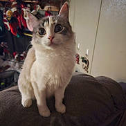 Tiffany is registered to the contest to win money with this photo: animal, cat, christmas_stockings, couch, cozy, cute, decor, domestic_animal, ears, eyes, feline, fur, furniture, holiday_decorations, home, indoor, mammal, pet, sitting, whiskers