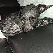 Ydrisse participe au concours pour gagner de l'argent avec cette photo : canidae, carnivore, comfort, companion_dog, dog, dog_breed, ear, fur, grey, guard_dog, monochrome_photography, non_sporting_group, paw, puppy, snout, sporting_group, toy_dog, whiskers, working_animal