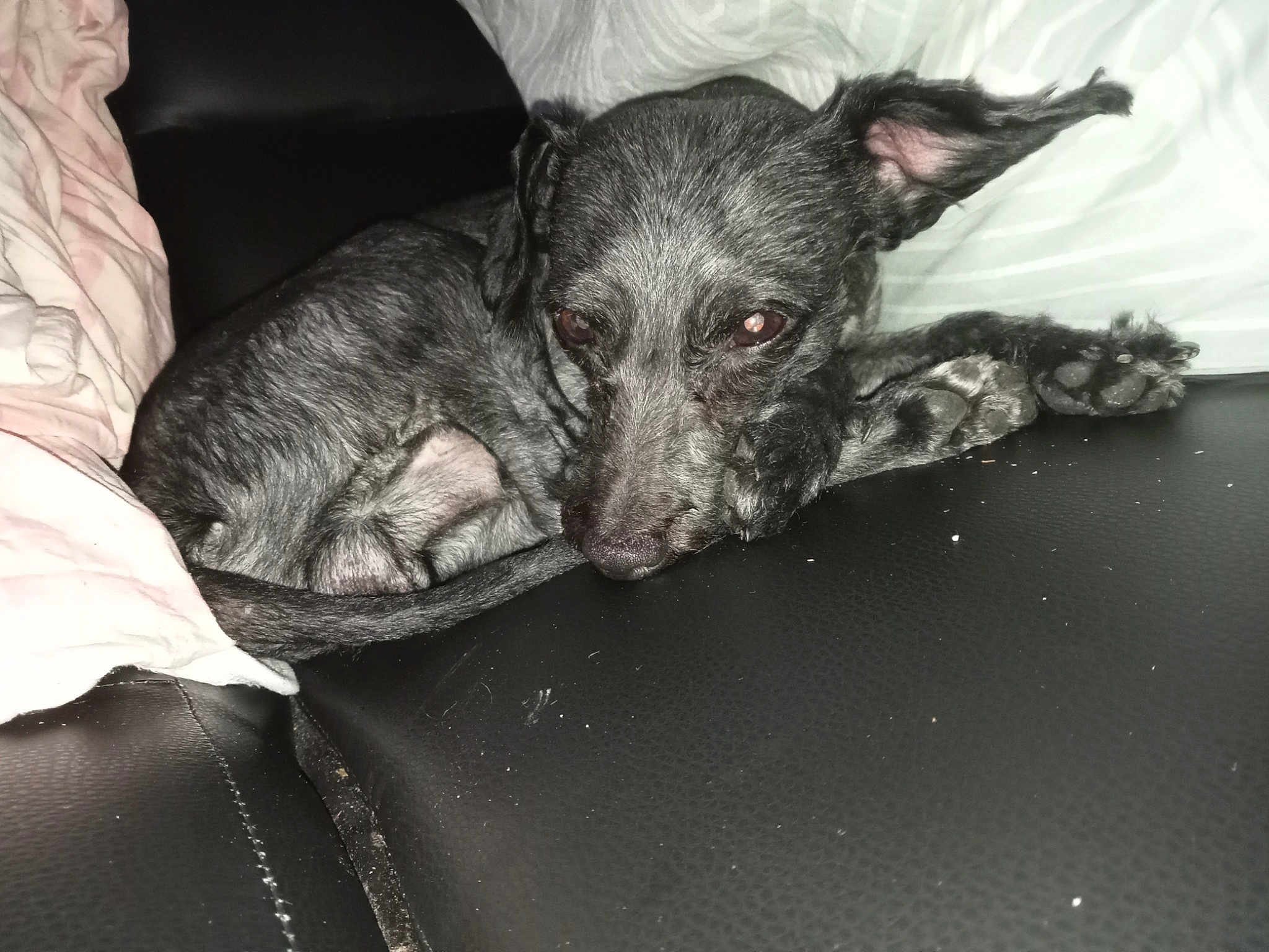 Ydrisse participe au concours pour gagner de l'argent avec cette photo : canidae, carnivore, comfort, companion_dog, dog, dog_breed, ear, fur, grey, guard_dog, monochrome_photography, non_sporting_group, paw, puppy, snout, sporting_group, toy_dog, whiskers, working_animal