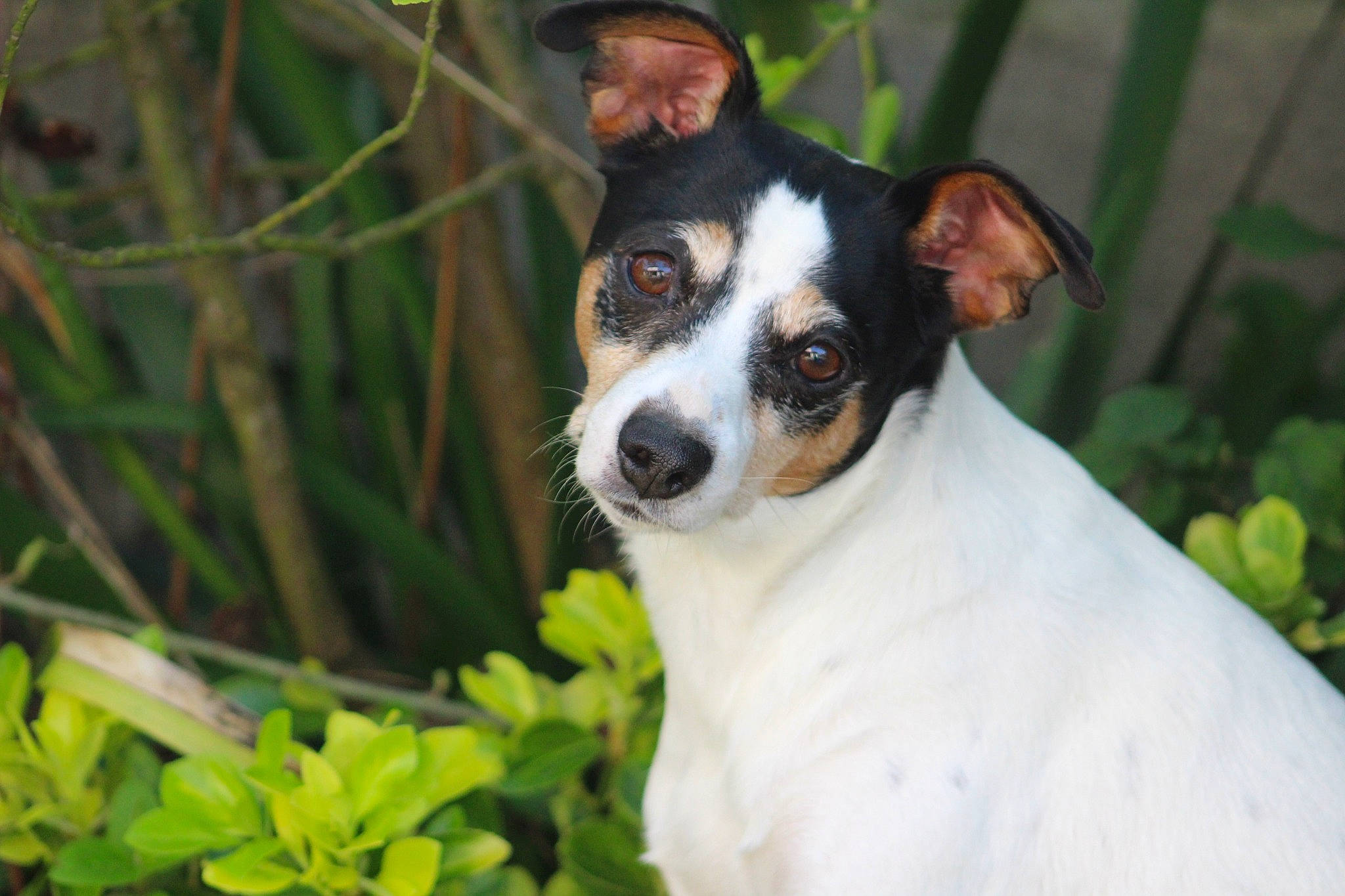 Sydney participe au concours pour gagner de l'argent avec cette photo : brazilian_terrier, canidae, carnivore, chilean_fox_terrier, companion_dog, danish_swedish_farmdog, dog, dog_breed, feist, japanese_terrier, mammal, miniature_fox_terrier, rat_terrier, ratonero_bodeguero_andaluz, russell_terrier, smooth_fox_terrier, teddy_roosevelt_terrier, tenterfield_terrier, terrier, vertebrate