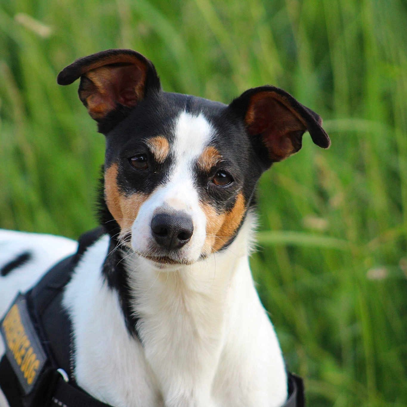 Sydney participe au concours pour gagner de l'argent avec cette photo : brazilian_terrier, carnivoran, companion_dog, danish_swedish_farmdog, dog, dog_breed, dog_like_mammal, jack_russell_terrier, miniature_fox_terrier, parson_russell_terrier, rat_terrier, ratonero_bodeguero_andaluz, russell_terrier, snout, teddy_roosevelt_terrier, tenterfield_terrier