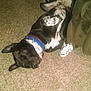 Tank is registered to the contest to win money with this photo: animal, black_and_white, canine, carpet, collar, comfortable, cozy, dog, domestic, floor, furniture, home, indoor, lying_down, pet, quiet, relaxed, resting, sleeping, spotted