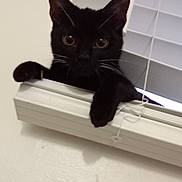 Lynx joined the competition — help win amazing prizes! adventure, animal, black_cat, blinds, cat, closeup, curiosity, curious, eyes, face, feline, home, indoor, paws, pet, playful, shadow, whiskers, window, window_blind