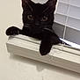 adventure, animal, black_cat, blinds, cat, closeup, curiosity, curious, eyes, face, feline, home, indoor, paws, pet, playful, shadow, whiskers, window, window_blind