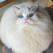Gandalf joined the competition — help win amazing prizes! cat, fluffy, white, blue_eyes, pet, feline, indoor, chair, close_up, fur, cute, sitting, looking_up, whiskers, domestic_animal, animal, portrait, soft, adorable, round