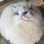 cat, fluffy, white, blue_eyes, pet, feline, indoor, chair, close_up, fur, cute, sitting, looking_up, whiskers, domestic_animal, animal, portrait, soft, adorable, round
