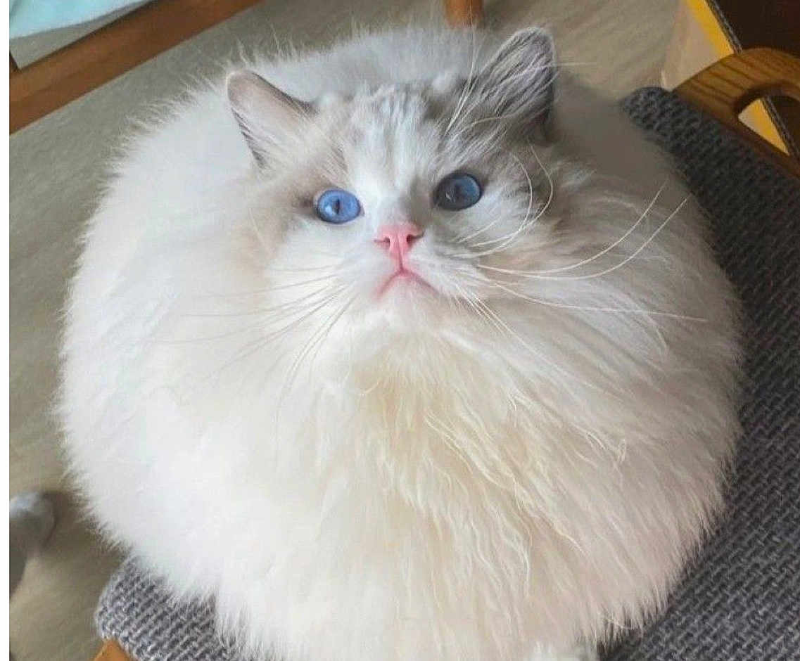 Gandalf