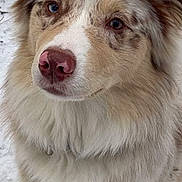 Bailey joined the competition — help win amazing prizes! dog, close_up, fluffy, pink_nose, heterochromatic_eyes, snow, outdoor, pet, canine, fur, sitting, portrait, animal, cute, friendly, winter, mammal, looking_at_camera, nose, ears