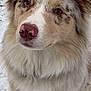 dog, close_up, fluffy, pink_nose, heterochromatic_eyes, snow, outdoor, pet, canine, fur, sitting, portrait, animal, cute, friendly, winter, mammal, looking_at_camera, nose, ears