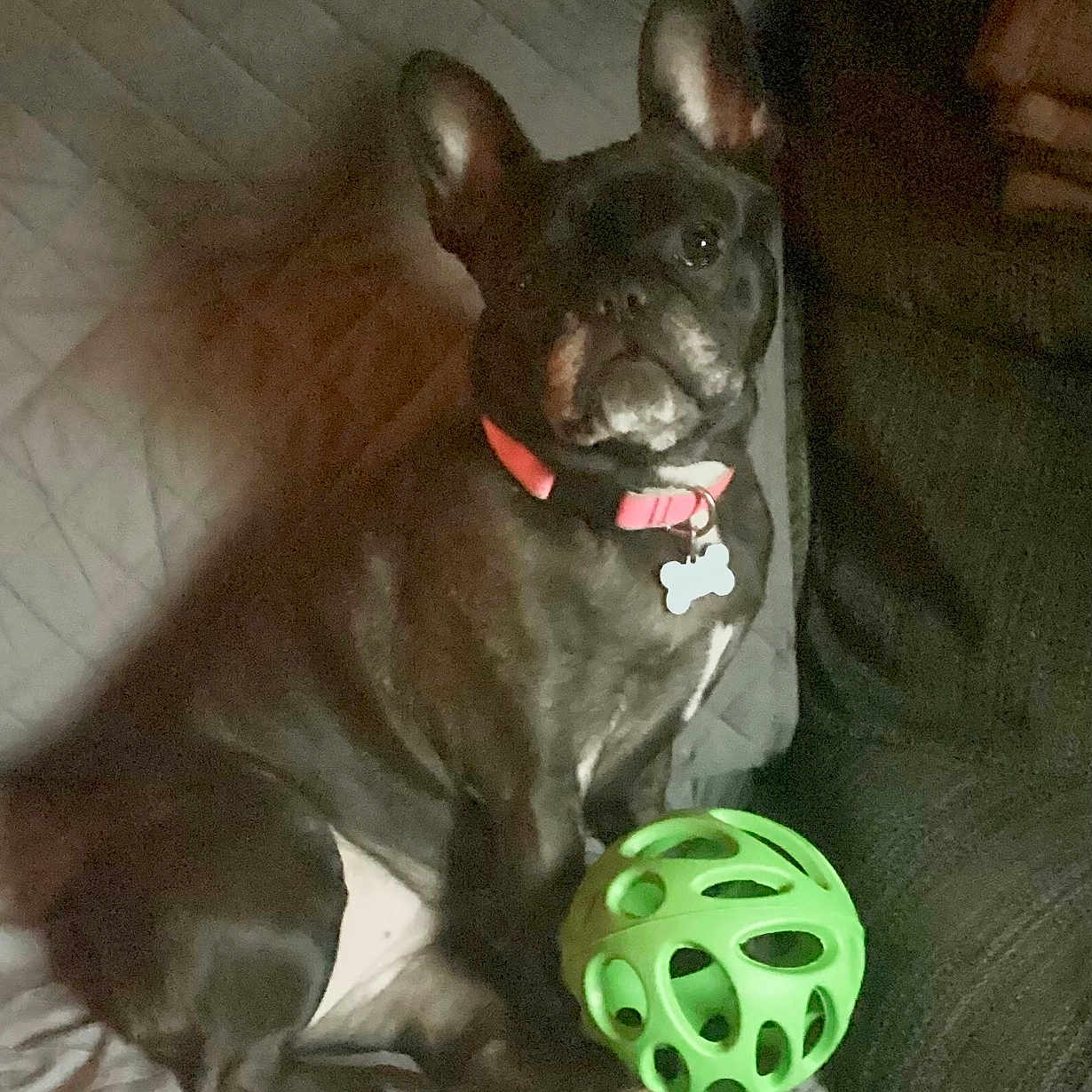 Mademoiselle Mimi is registered to the contest to win money with this photo: animal, ball, bulldog, canine, couch, cushion, dog, football, frenchbulldog, furniture, machine, pet, pitbull, puppy, soccer, soccerball, sphere, sport, toy, wheel