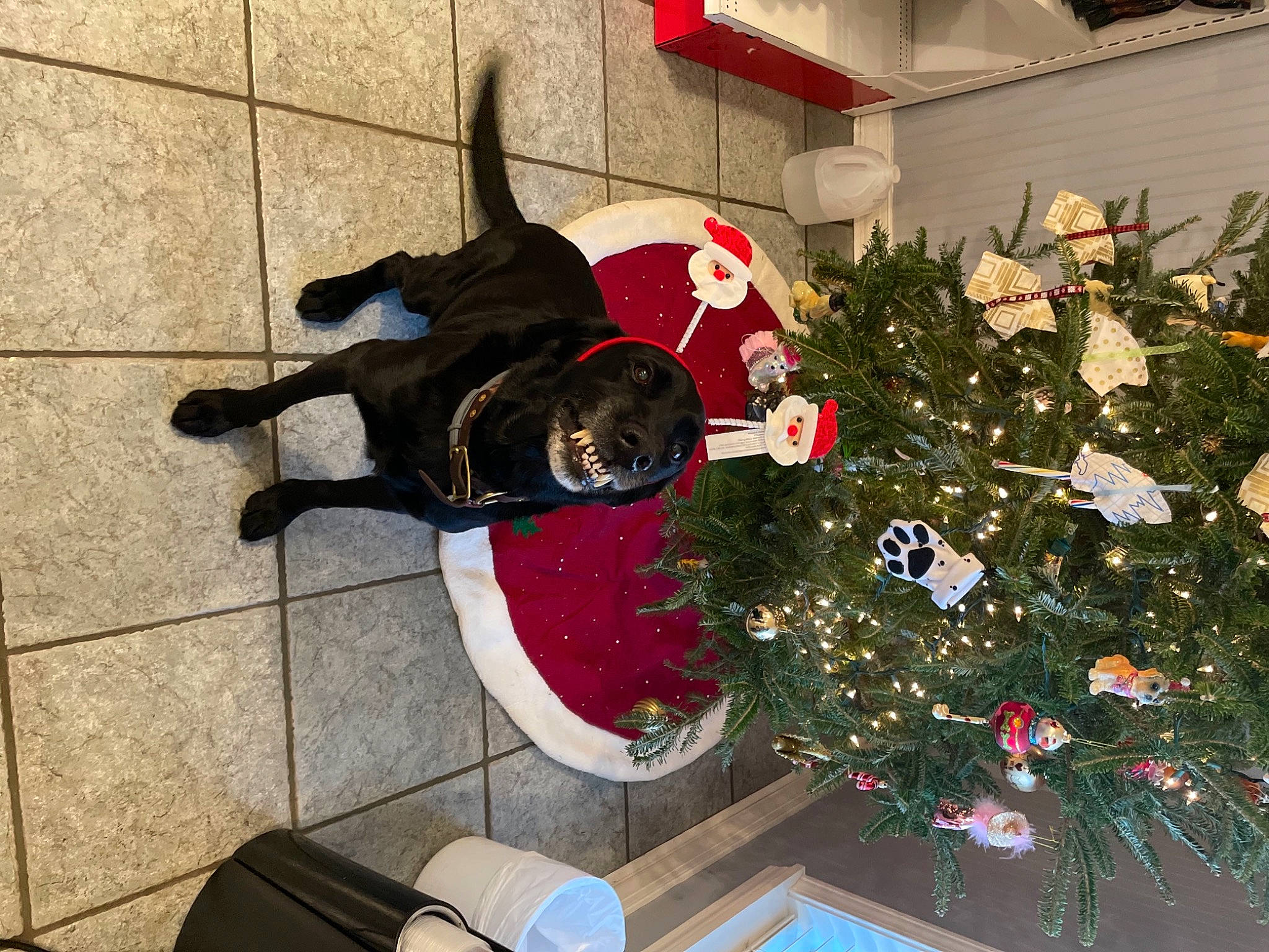 Ned is registered to the contest to win money with this photo: carmine, carnivore, christmas, christmas_decoration, christmas_eve, christmas_ornament, christmas_tree, conifer, dog, dog_supply, event, evergreen, flooring, flowerpot, holiday, holiday_ornament, houseplant, ornament, plant, tree