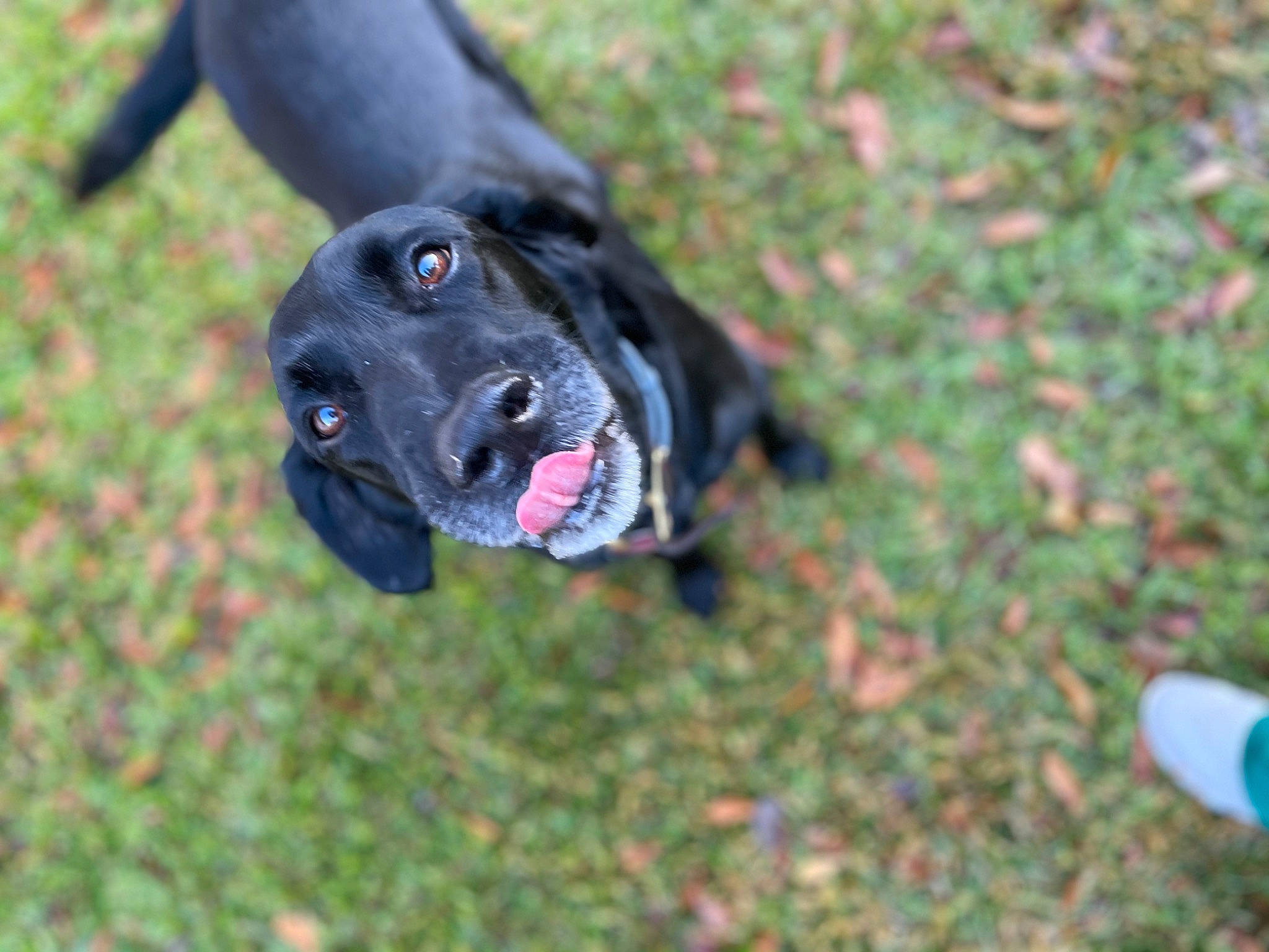 Ned joined the competition — help win amazing prizes! borador, canidae, carnivore, collar, companion_dog, dog, dog_breed, dog_collar, fawn, grass, guard_dog, gun_dog, hunting_dog, non_sporting_group, plant, retriever, snout, sporting_group, working_animal, working_dog