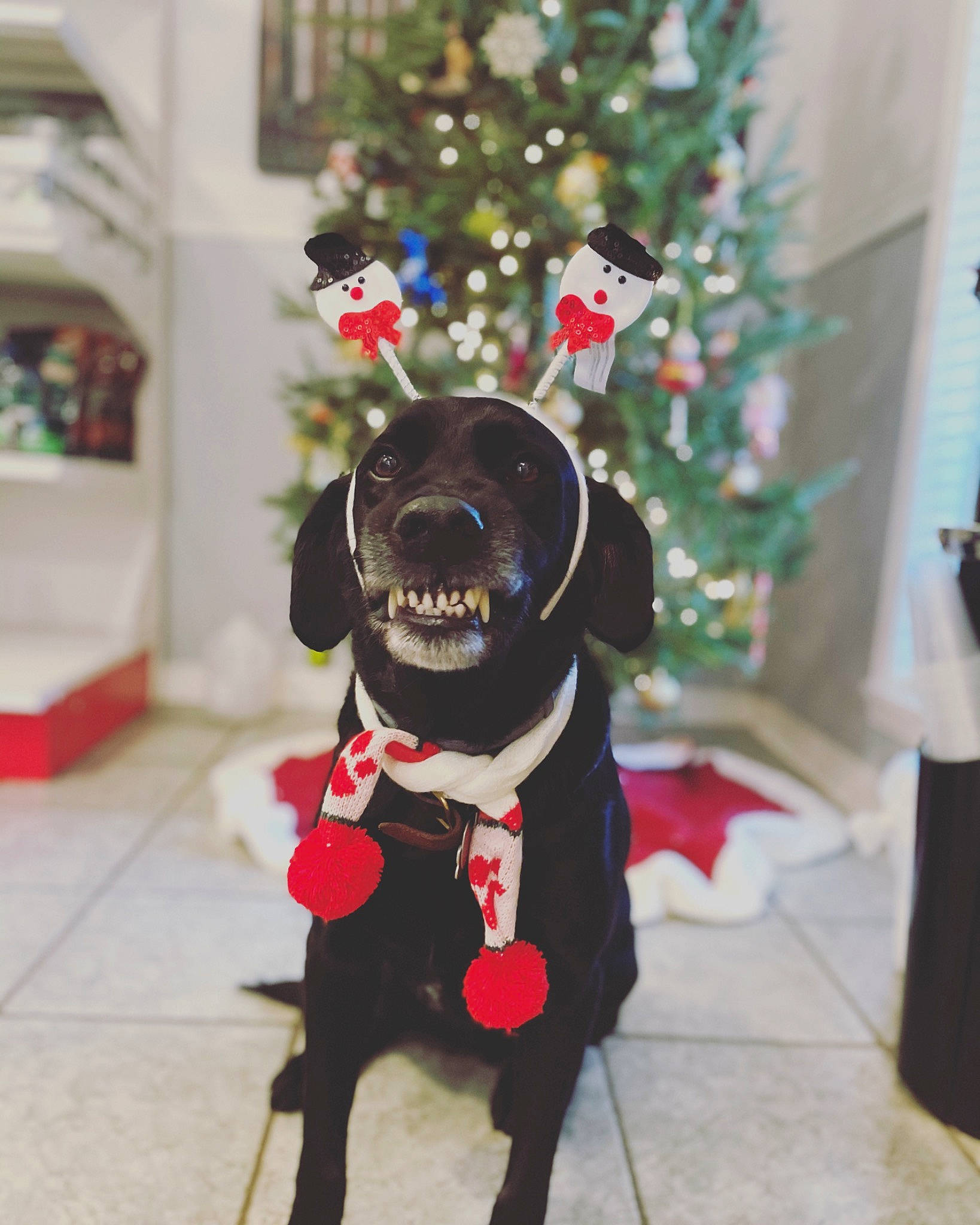 Ned joined the competition — help win amazing prizes! carnivore, christmas_decoration, christmas_ornament, christmas_tree, collar, companion_dog, dog, dog_breed, dog_collar, dog_supply, event, fawn, holiday_ornament, leash, pet_supply, snout, sporting_group, tail, tree, working_animal