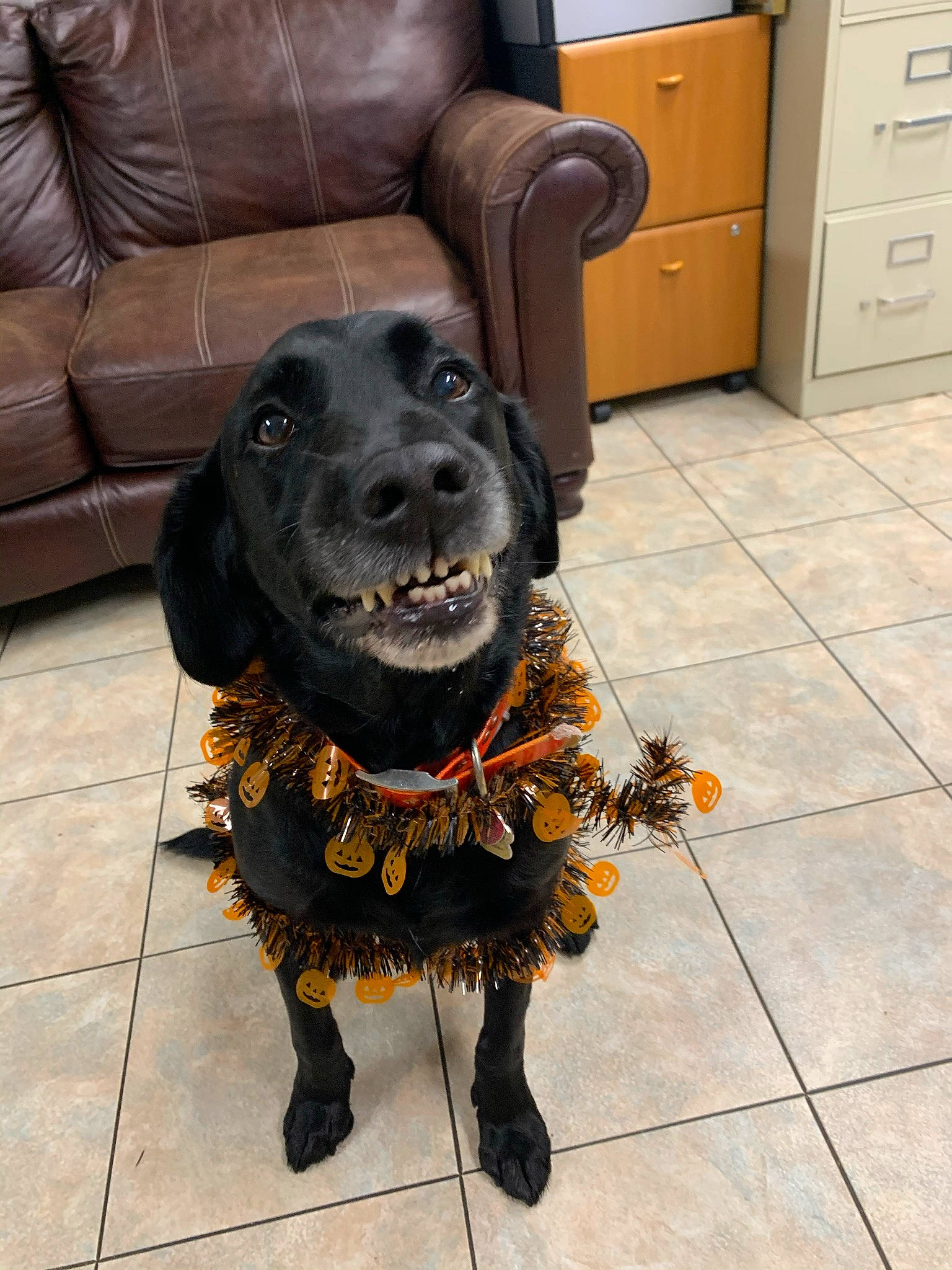 Ned is registered to the contest to win money with this photo: cabinetry, carnivore, chest_of_drawers, collar, companion_dog, cupboard, dog, dog_breed, dog_collar, drawer, fawn, floor, flooring, fur, hardwood, liver, snout, sporting_group, wood, working_animal