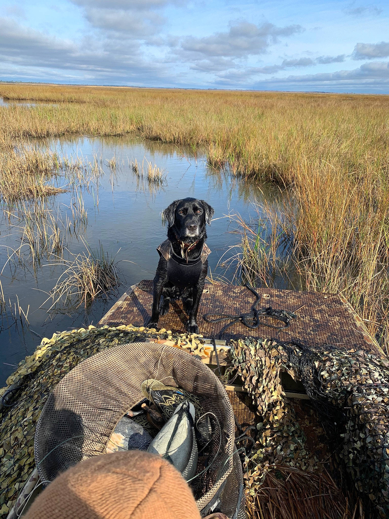 Ned joined the competition — help win amazing prizes! carnivore, cloud, dog, dog_breed, fawn, grass, grassland, lacustrine_plain, lake, landscape, natural_landscape, shore, sky, sporting_group, tidal_marsh, vertebrate, water, wetland, wilderness, working_animal