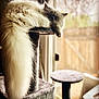 Loki joined the competition — help win amazing prizes! cat, fluffy, long_tail, cat_tree, indoor, window, relaxed, sleeping, pet, feline, soft_light, cozy, home, animal, fur, resting, cute, domestic, blurred_background, daylight