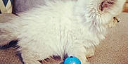Loki is registered to the contest to win money with this photo: kitten, cat, fluffy, white, toy_ball, indoor, carpet, curious, pet, animal, feline, small, cute, playful, domestic, young, fur, side_view, cozy, home