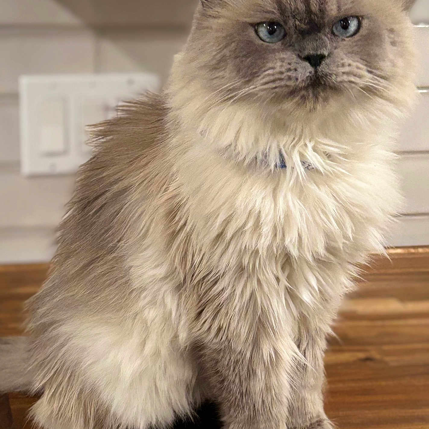 Loki joined the competition — help win amazing prizes! animal, background, blue_eyes, calm, cat, close_up, domestic_cat, ears, feline, fluffy, fur, house, indoor, light_switch, pet, portrait, sitting, soft_lighting, whiskers, wooden_floor