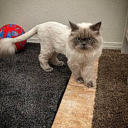 Loki is registered to the contest to win money with this photo: cat, lion_cut, blue_eyes, indoor, carpet, tile_floor, red_ball, shark_print, pet, feline, fluffy, curious, animal, floor, domestic, fur, standing, looking, home, mammal